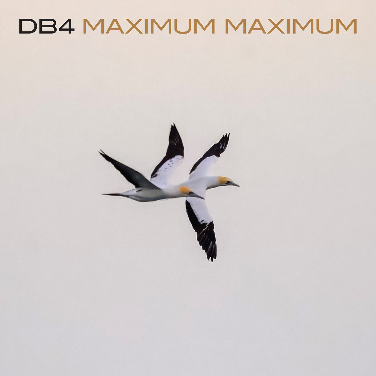 MAXIMUM MAXIMUM